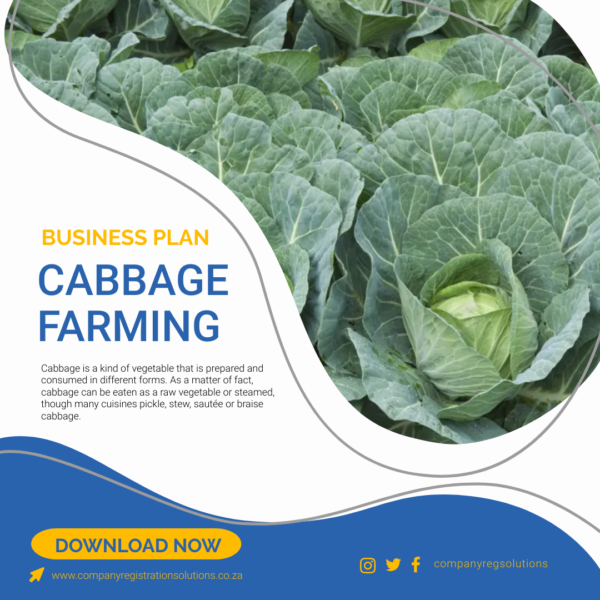 business plan cabbage farming